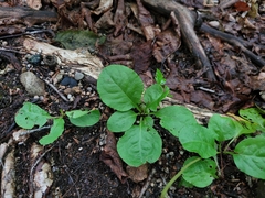 Pyrola elliptica