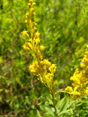 Solidago lepida