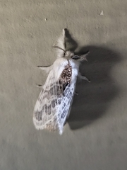 Tolype velleda