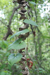 Dioscorea