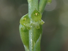 Microtis parviflora