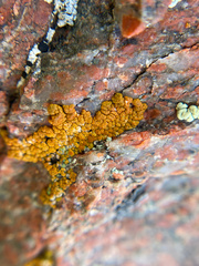 Acarosporaceae