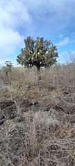 Opuntia galapageia