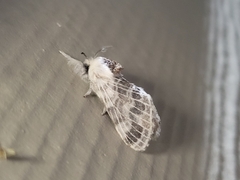 Tolype velleda