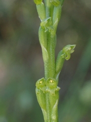 Microtis parviflora