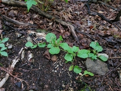Pyrola elliptica