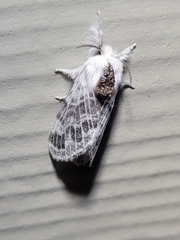 Tolype velleda