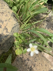 Parnassia fimbriata