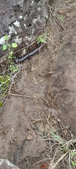Scolopendra galapagoensis