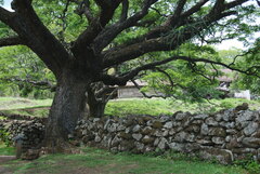 Hylocereeae