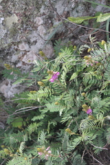 Faboideae