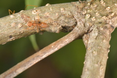 Coccidae