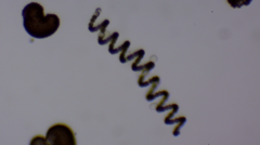 Dolichospermum