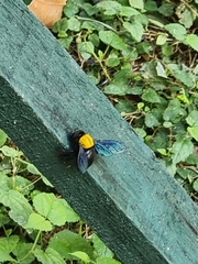 Xylocopa aestuans