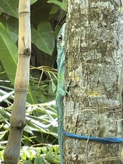 Anolis equestris