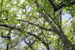 Tabebuia rosea
