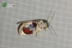 Calymera picta