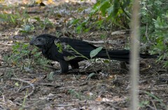 Crotophaga sulcirostris