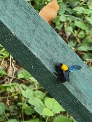 Xylocopa aestuans