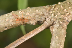 Coccidae