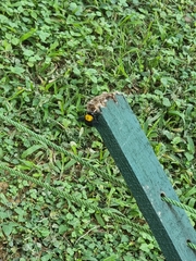 Xylocopa aestuans
