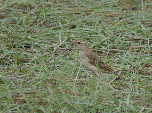Long-legged Pipit illustration