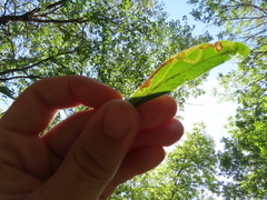 Phytomyza albiceps group