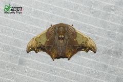 Spectroreta hyalodisca