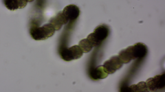 Dolichospermum