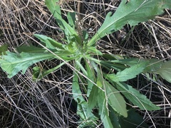 Erigeron sumatrensis