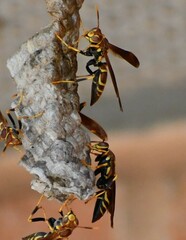 Polistes instabilis