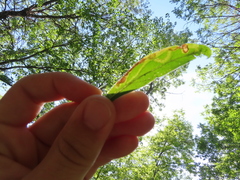 Phytomyza albiceps group