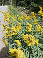 Solidago lepida