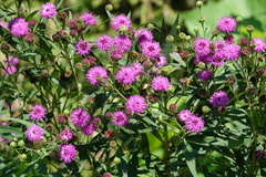 Vernonia missurica
