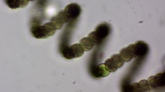Dolichospermum
