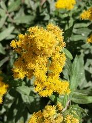 Solidago lepida