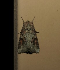 Trichordestra legitima
