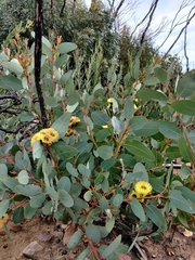 Eucalyptus preissiana