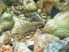 Etheostoma flabellare