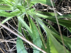 Erigeron sumatrensis