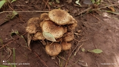 Pholiota terrestris