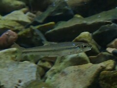 Phenacobius mirabilis