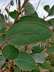 Eucalyptus preissiana