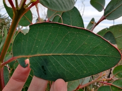 Eucalyptus preissiana