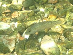 Micropterus dolomieu