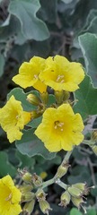 Cordia lutea