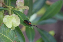 Cyphonotida rostrata