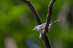 Mniotilta varia
