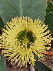 Eucalyptus preissiana