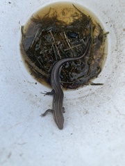 Plestiodon fasciatus